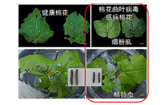 近日，微生物研究所发现双生病毒调控植物免疫平衡实现全新生态功能